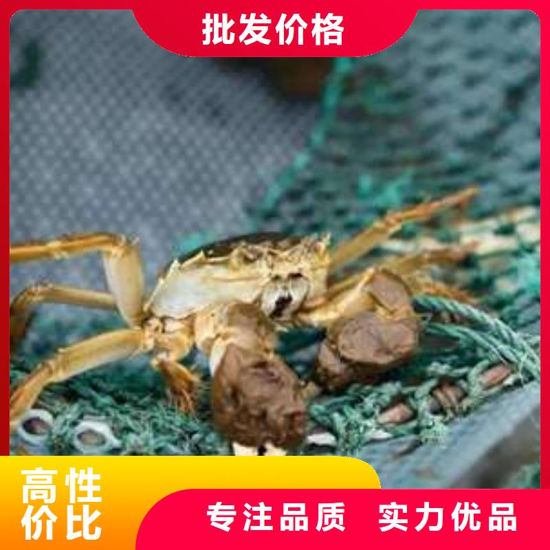 阳澄湖大闸蟹-视频-阳澄湖大闸蟹-湖北省黄冈市【周边】公司-红安|麻城|孝感|荆州|宜昌|武汉|随州|十堰