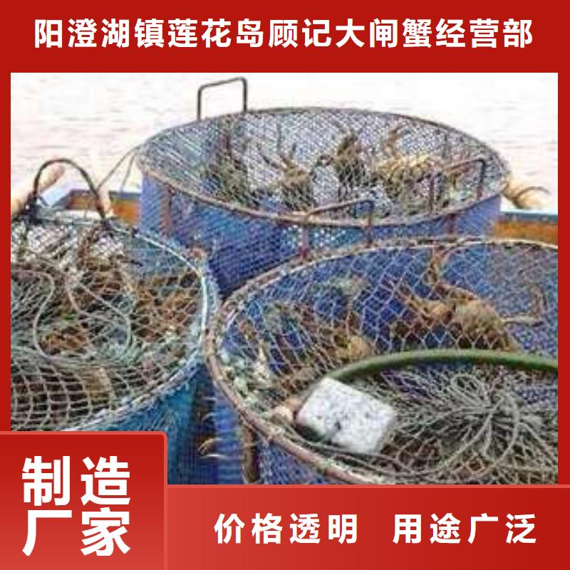 阳澄湖大闸蟹视频-莱城|钢城|淄博|菏泽|滨州|东营|威海|烟台顾记阳澄湖大闸蟹_ 阳澄湖镇岛顾记大闸蟹经营部(莱芜市分公司)