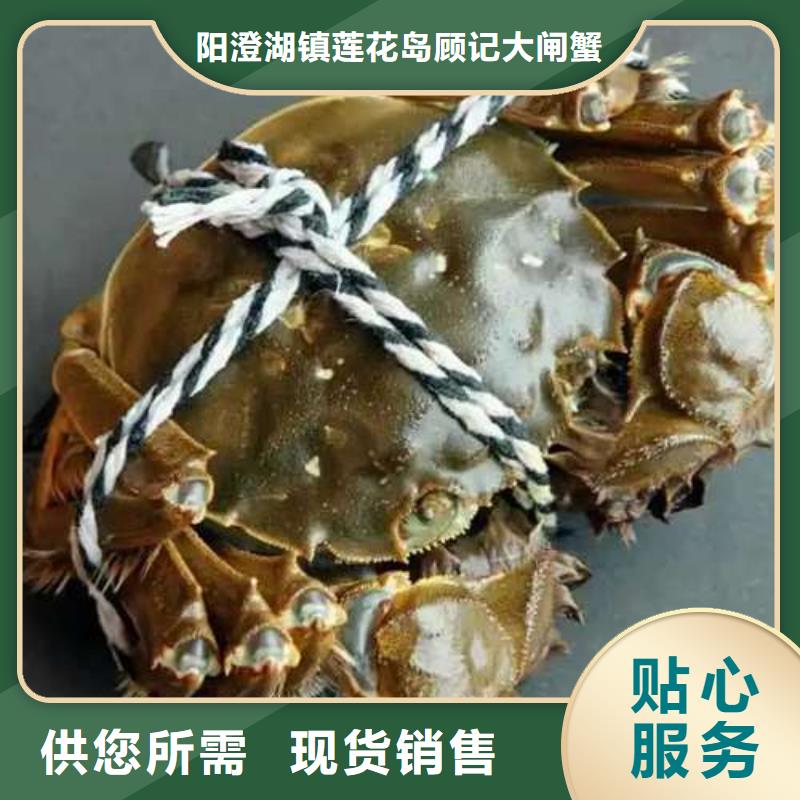 阳澄湖大闸蟹-视频-兴化|泰兴|南通|南京|无锡|苏州|盐城阳澄湖大闸蟹订制批发-阳澄湖镇岛顾记大闸蟹经营部(泰州市分公司)