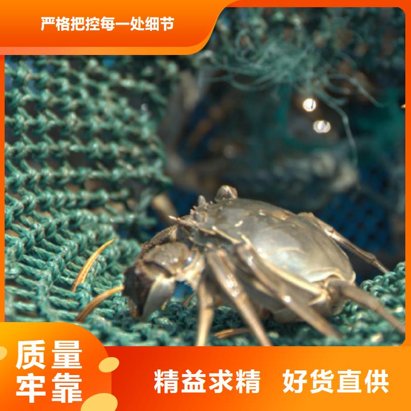 阳澄湖大闸蟹视频-江苏省南通市|海门|启东|连云港|扬州|常州|徐州|盐城阳澄湖大闸蟹-顾记