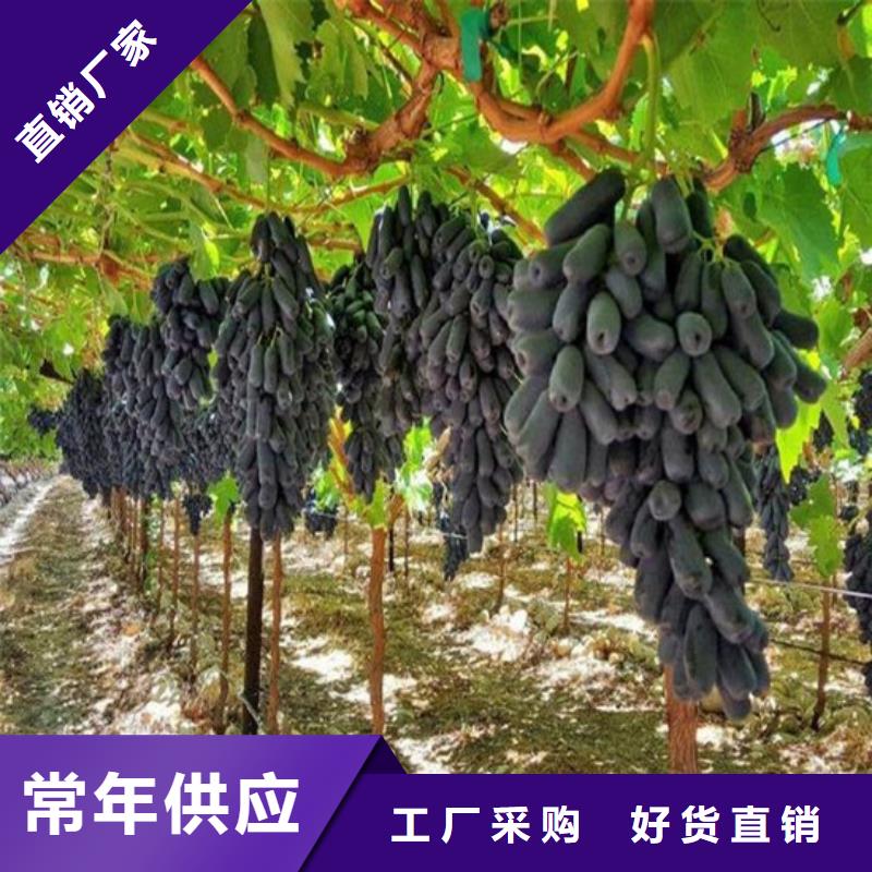 【 葡萄苗 大棚草莓苗低价货源】 广祥农业科技(安康市分公司)