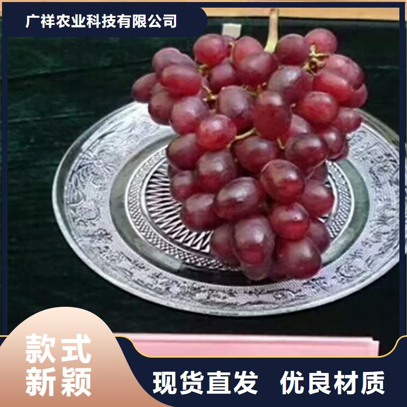【 葡萄苗 大棚草莓苗低价货源】 广祥农业科技(安康市分公司)