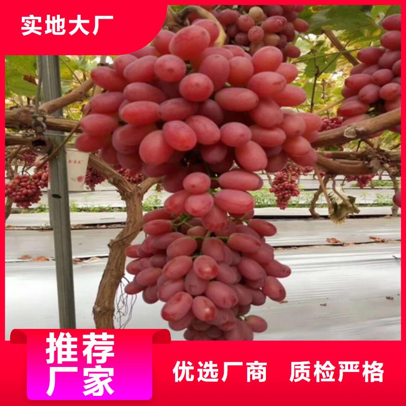 【 葡萄苗 樱桃苗多年经验值得信赖】本地供应商