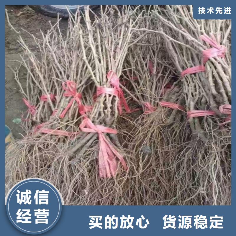 【 葡萄苗 樱桃苗多年经验值得信赖】本地供应商