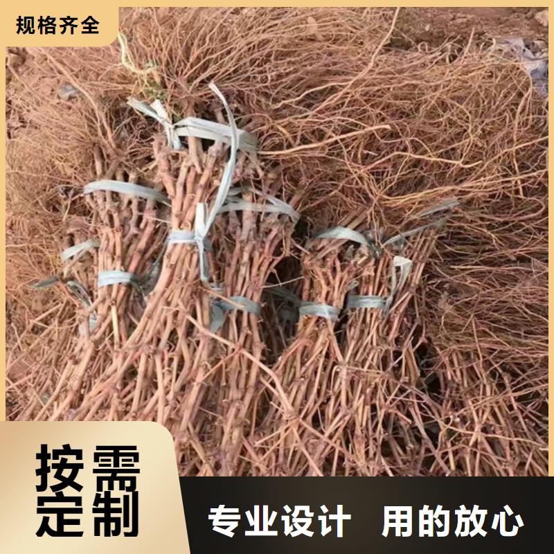【 葡萄苗 樱桃苗多年经验值得信赖】本地供应商
