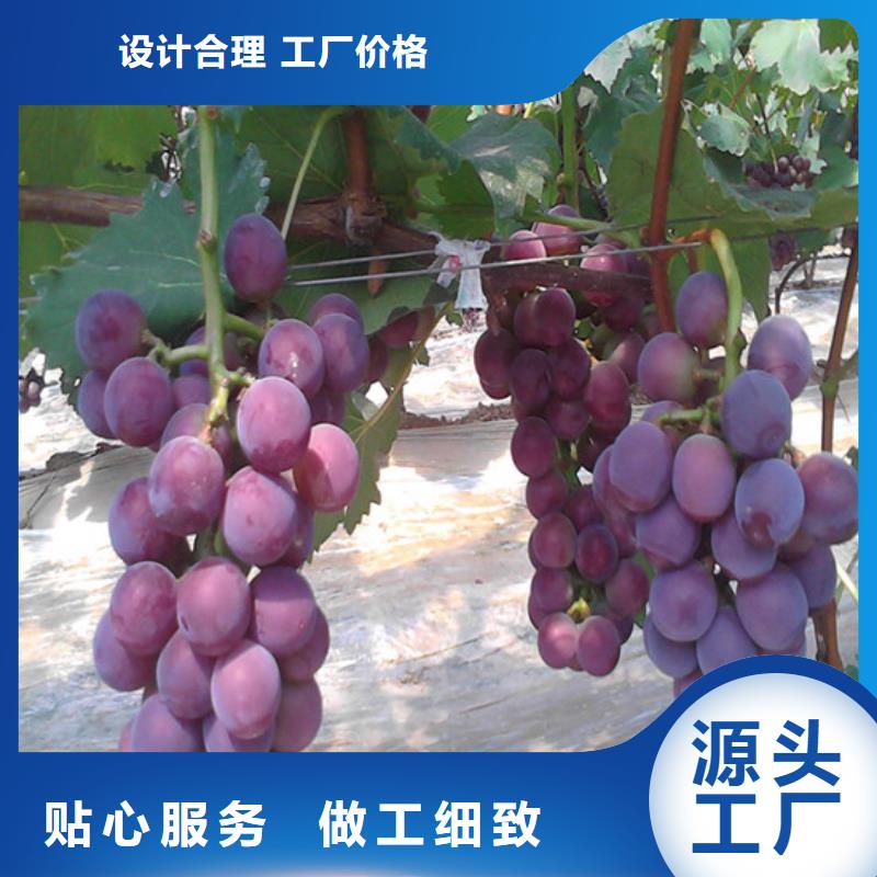 白桃树苗视频-浙江省丽水市广祥白桃树苗可服务区域松阳|云和|金华|衢州|温州|湖州|绍兴|舟山等
