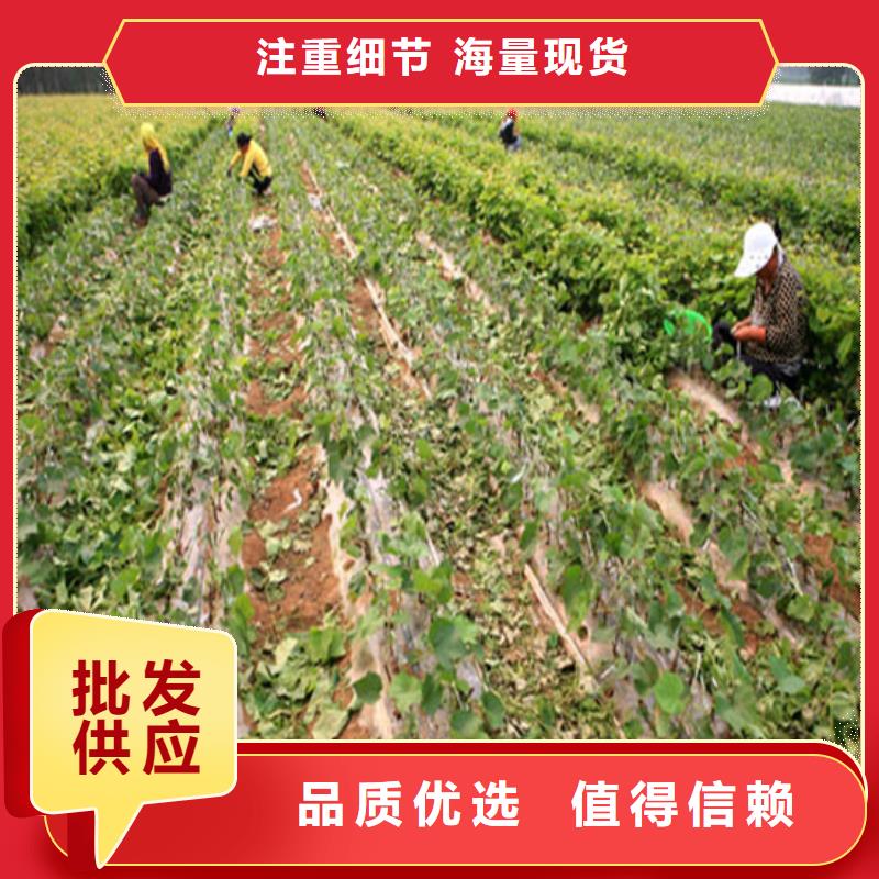 白桃树苗视频-浙江省丽水市广祥白桃树苗可服务区域松阳|云和|金华|衢州|温州|湖州|绍兴|舟山等