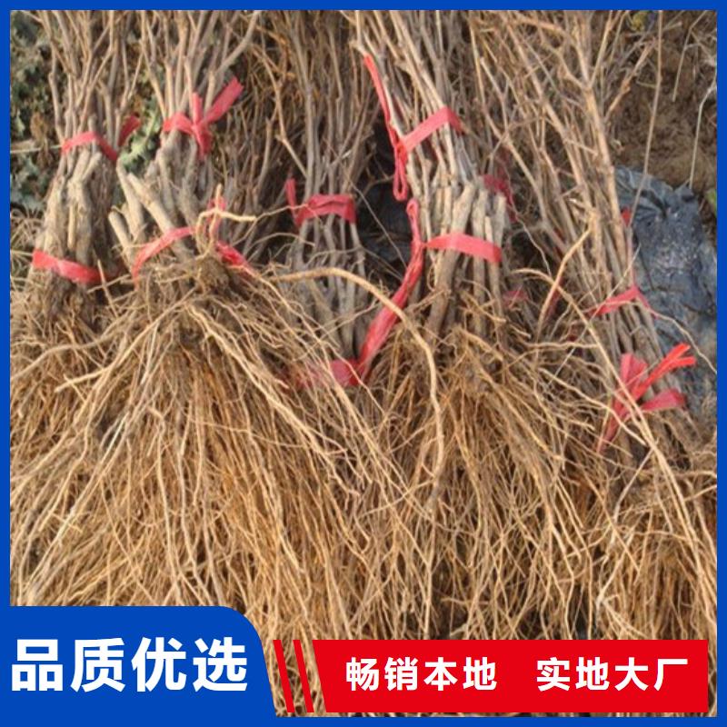 白桃树苗-视频-白桃树苗(广祥)覆盖地域陕西省安康市平利|汉阴|宝鸡|汉中|西安|延安