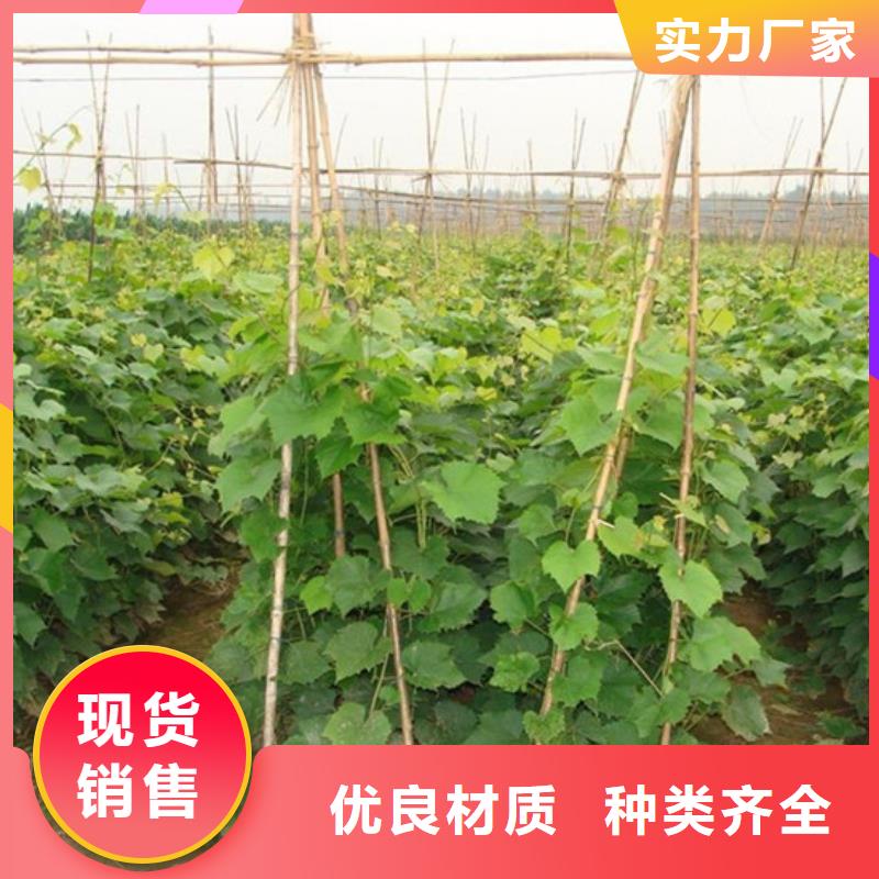 白桃树苗视频-浙江省丽水市广祥白桃树苗可服务区域松阳|云和|金华|衢州|温州|湖州|绍兴|舟山等