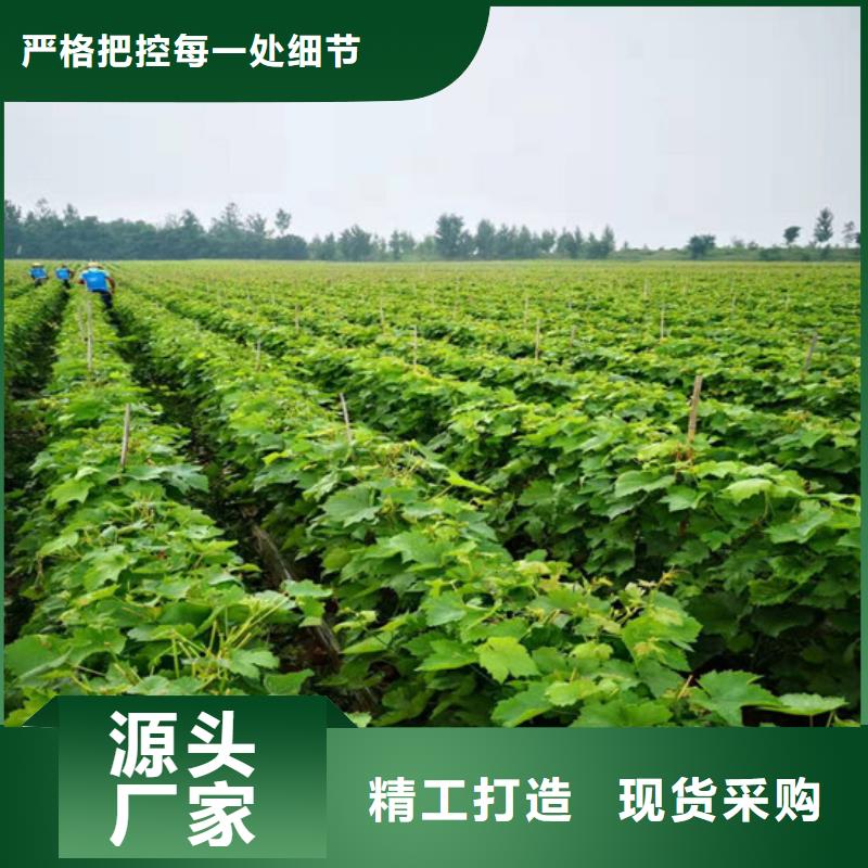 葡萄苗-【青苹果树苗】一站式供应厂家广祥白桃树苗