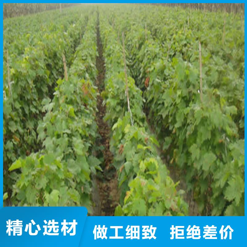 白桃树苗视频-浙江省丽水市广祥白桃树苗可服务区域松阳|云和|金华|衢州|温州|湖州|绍兴|舟山等