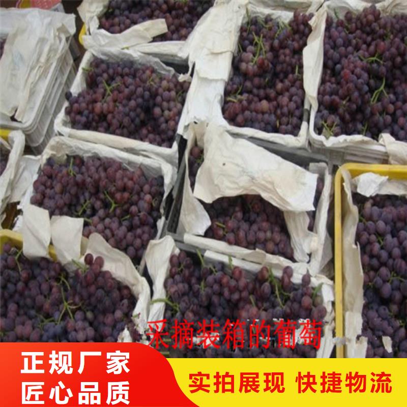 【 葡萄苗 大棚草莓苗低价货源】 广祥农业科技(安康市分公司)