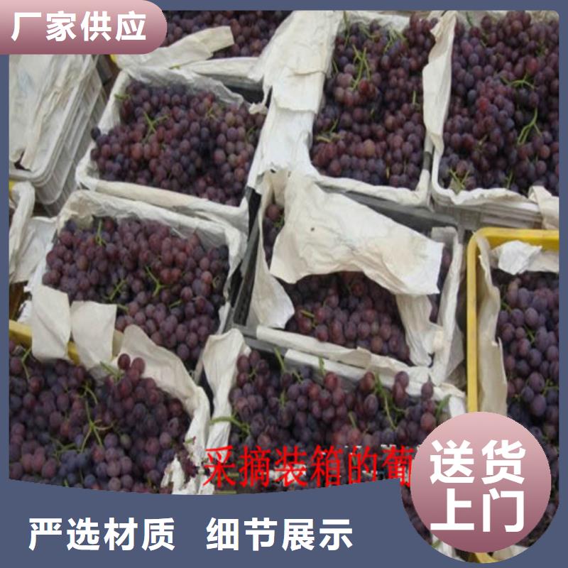 葡萄苗-【青苹果树苗】一站式供应厂家广祥白桃树苗