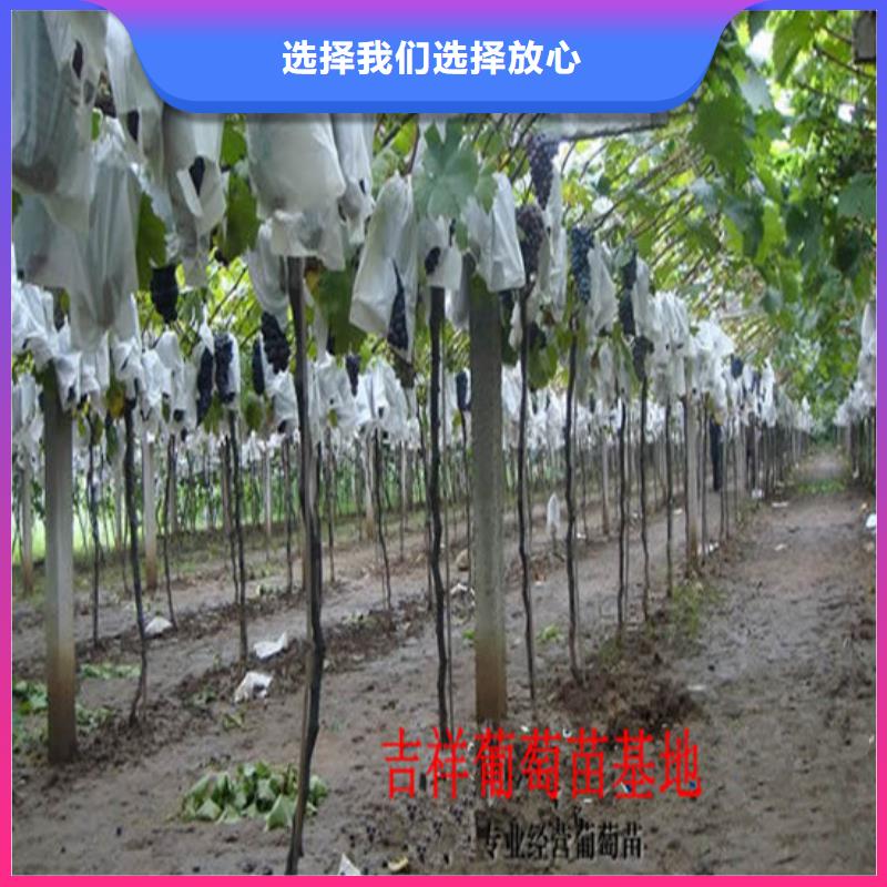 白桃树苗视频-浙江省丽水市广祥白桃树苗可服务区域松阳|云和|金华|衢州|温州|湖州|绍兴|舟山等