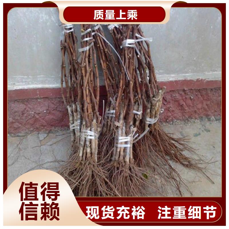 白桃树苗视频-浙江省丽水市广祥白桃树苗可服务区域松阳|云和|金华|衢州|温州|湖州|绍兴|舟山等