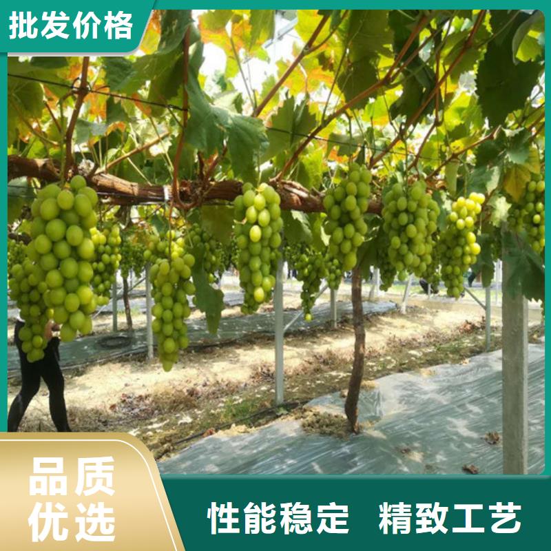 【 葡萄苗 樱桃苗多年经验值得信赖】本地供应商
