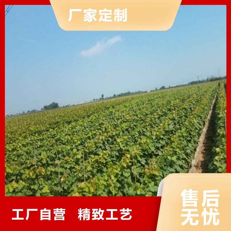 白桃树苗视频-浙江省丽水市广祥白桃树苗可服务区域松阳|云和|金华|衢州|温州|湖州|绍兴|舟山等