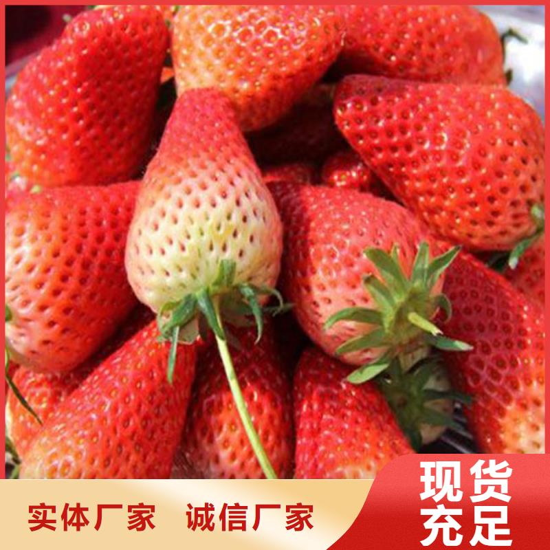 草莓苗果树苗一站式供应