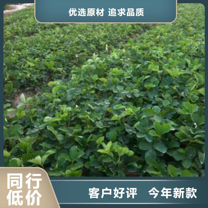 草莓苗花椒树苗规格齐全