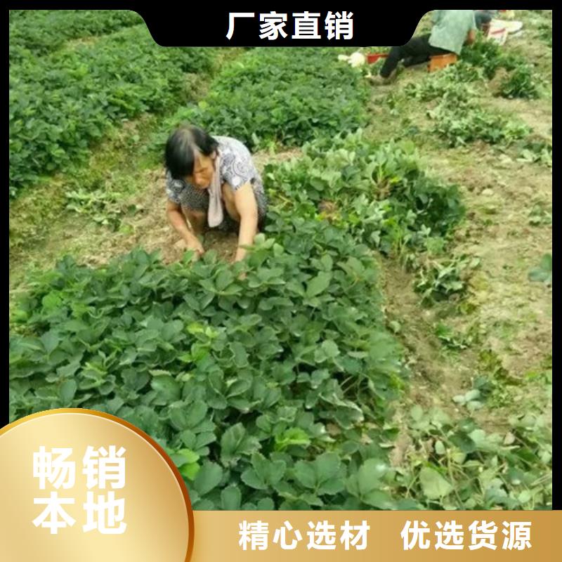 草莓苗_大棚草莓苗一手货源