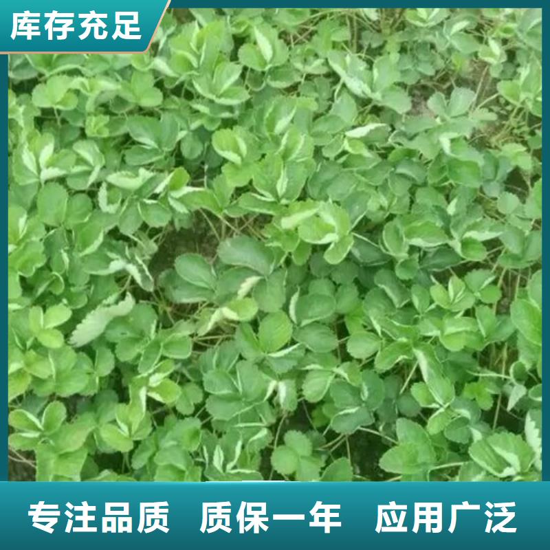 草莓苗_火箭大樱桃树苗生产经验丰富