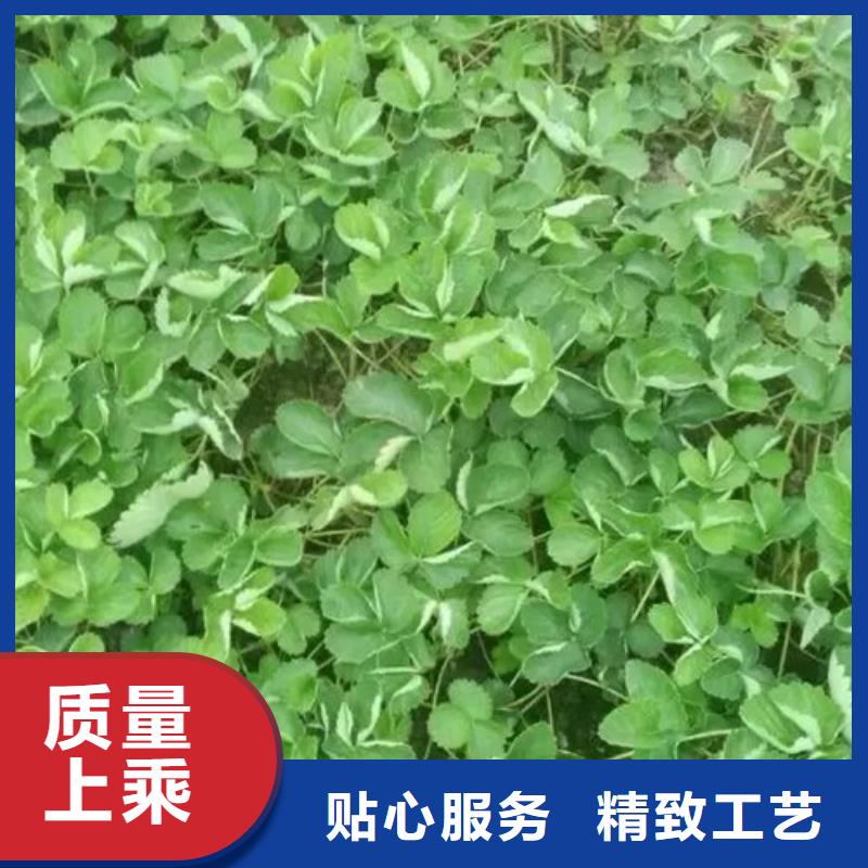 草莓苗 甜柿子树苗从厂家买售后有保障