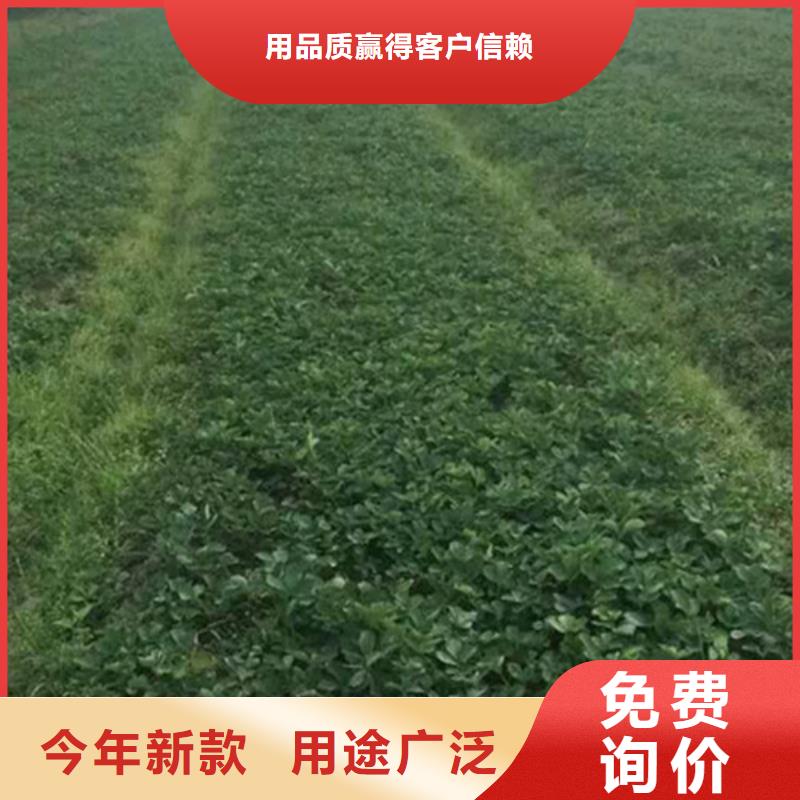 草莓苗-果树苗批发基地货品齐全