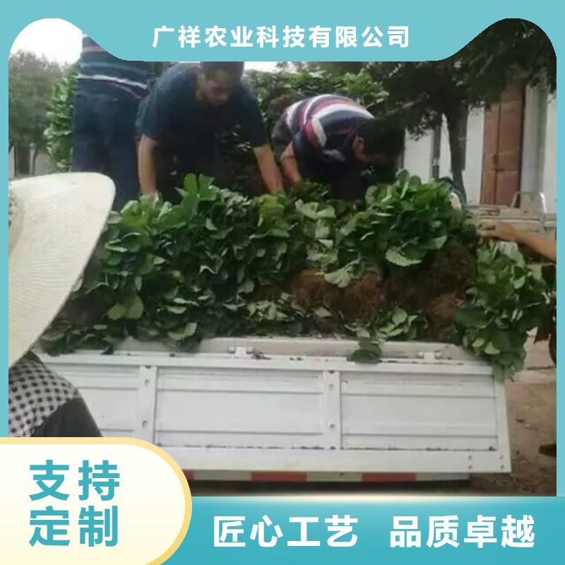 草莓苗,葡萄苗源头厂家量大价优