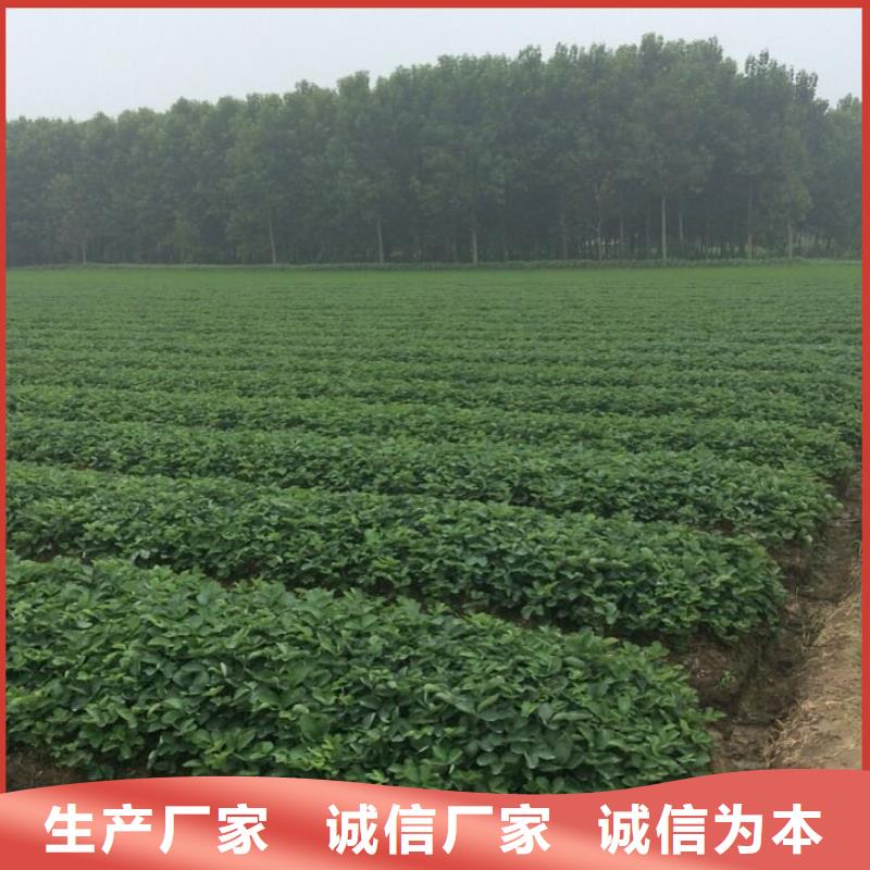 草莓苗,油桃树苗经验丰富品质可靠