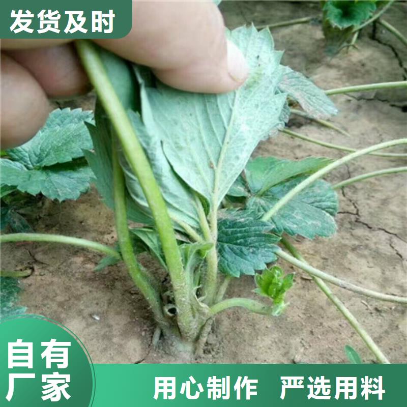 草莓苗花椒树苗规格齐全