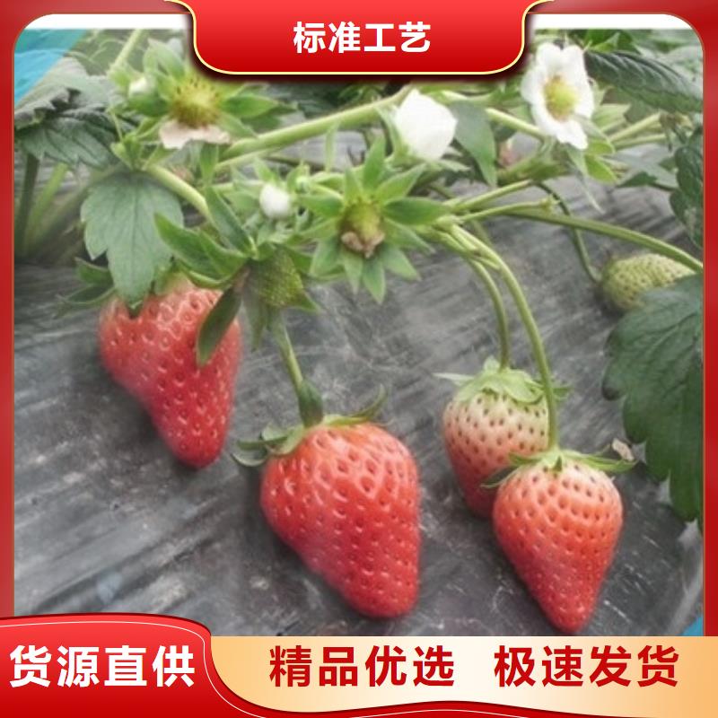 草莓苗桃树苗基地好产品好服务