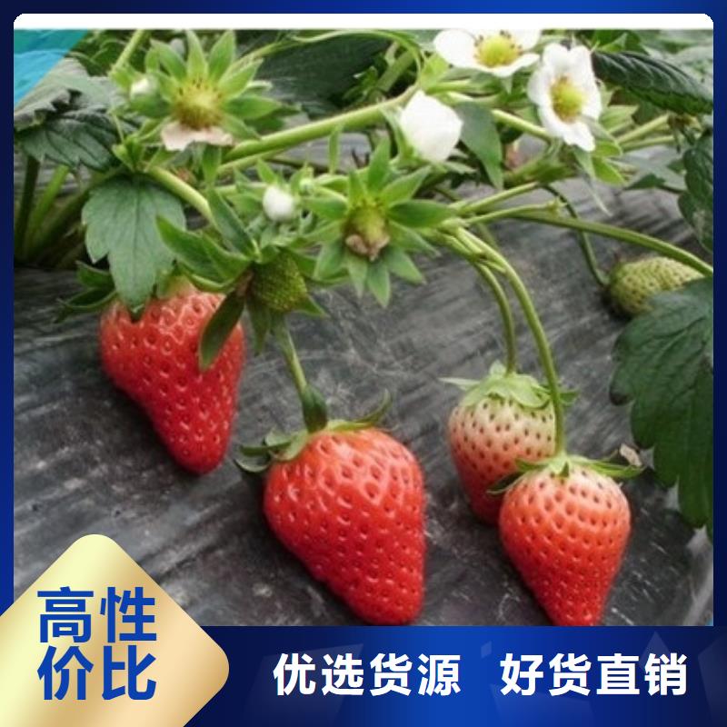 草莓苗果树苗现货齐全售后无忧