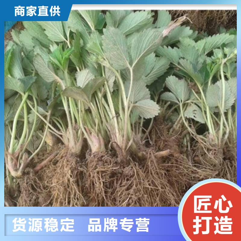 【草莓苗天仙醉草莓苗多行业适用】