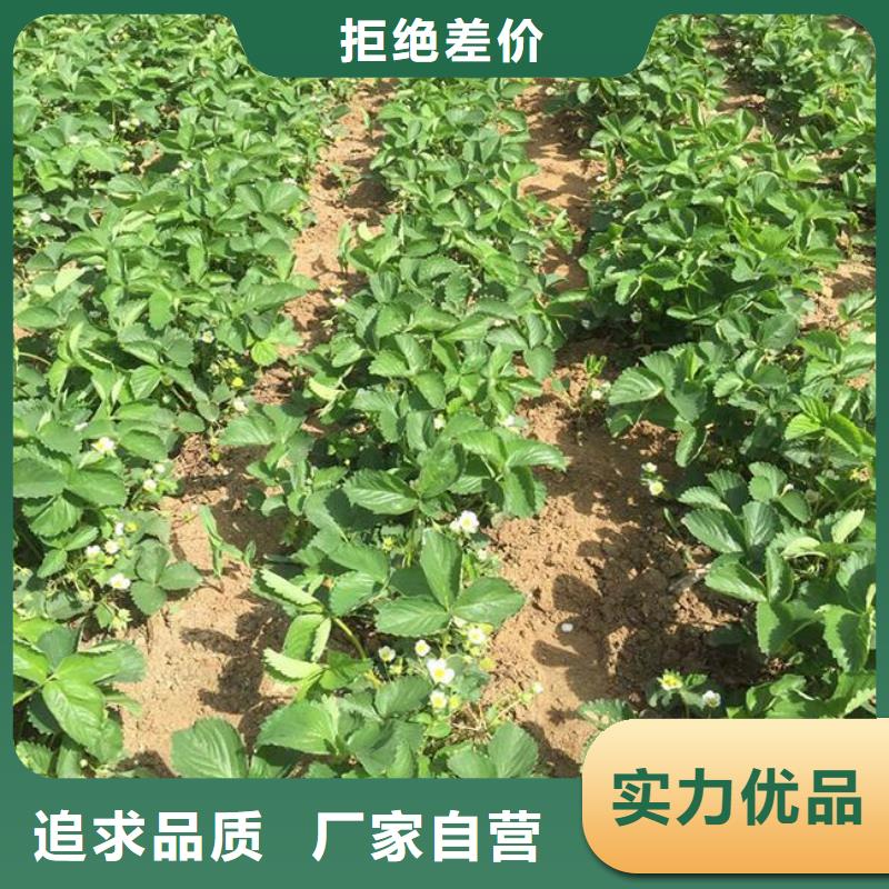 白桃树苗-视频-贵州省贵阳市广祥白桃树苗可服务区域小河|开阳|安顺|六盘水|铜仁|黔西南|遵义|黔南等