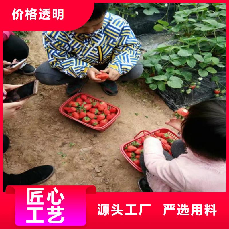 草莓苗桃树苗好品质经得住考验