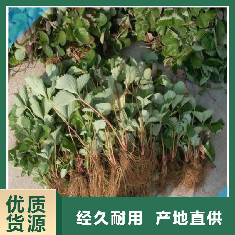 草莓苗 蓝宝石葡萄树苗精心选材