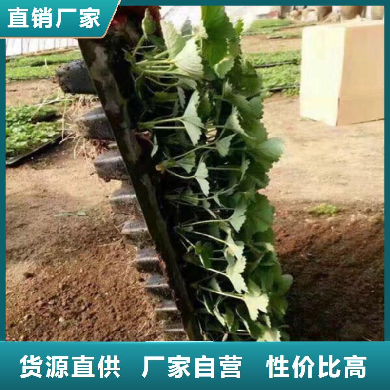 【草莓苗白桃树苗量少也做】