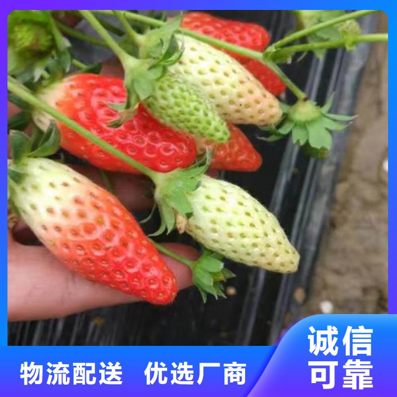 【草莓苗油桃树苗经销商】