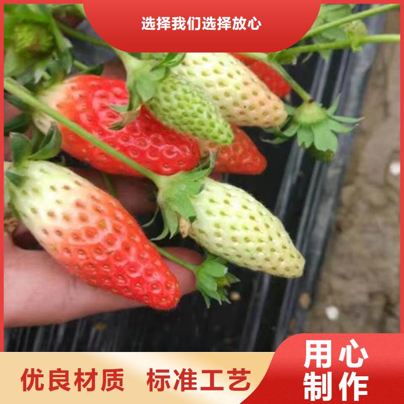 草莓苗草莓苗价格满足您多种采购需求