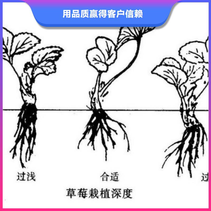 【草莓苗】樱桃苗追求细节品质