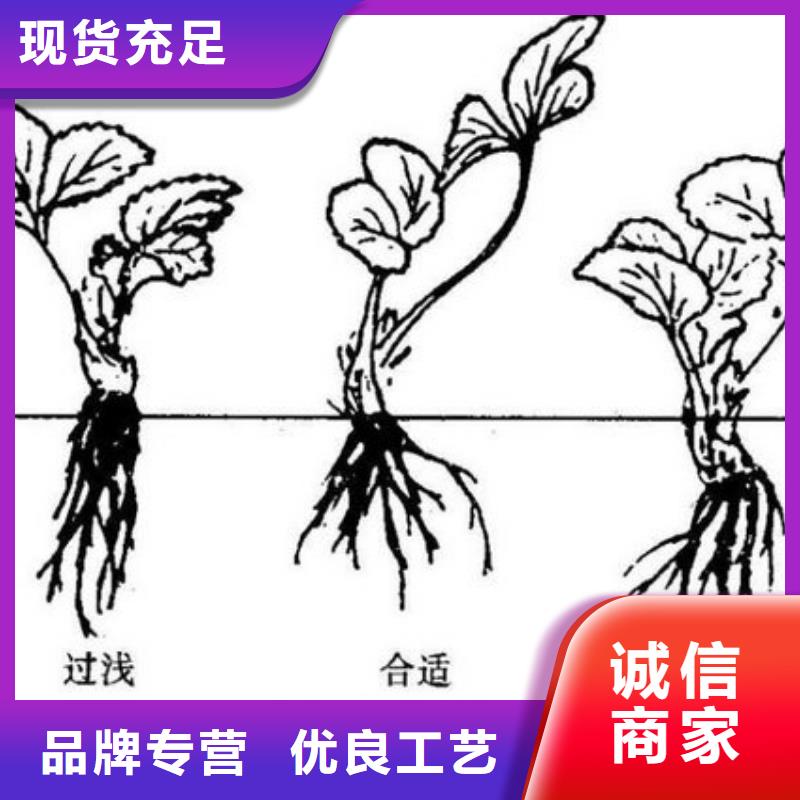 【草莓苗】梨树苗欢迎新老客户垂询