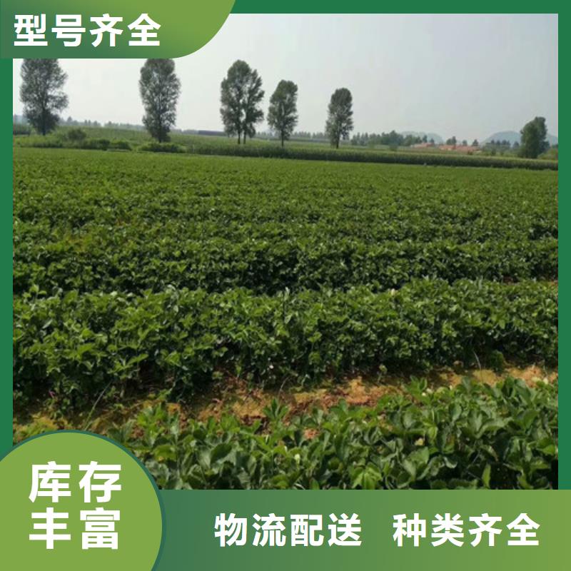 草莓苗板栗苗源头厂商