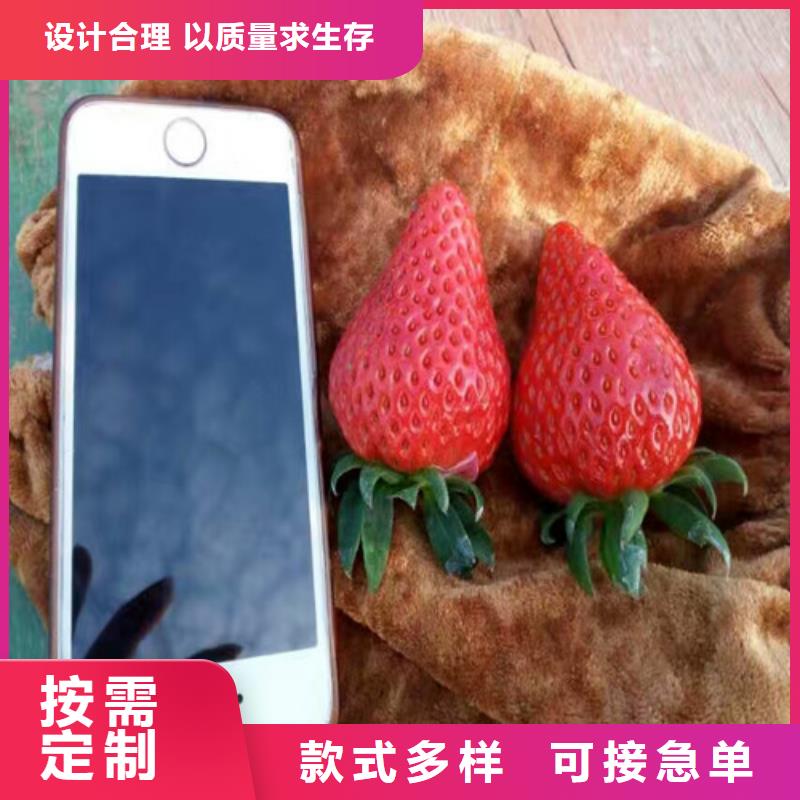 草莓苗樱桃苗价格公道合理