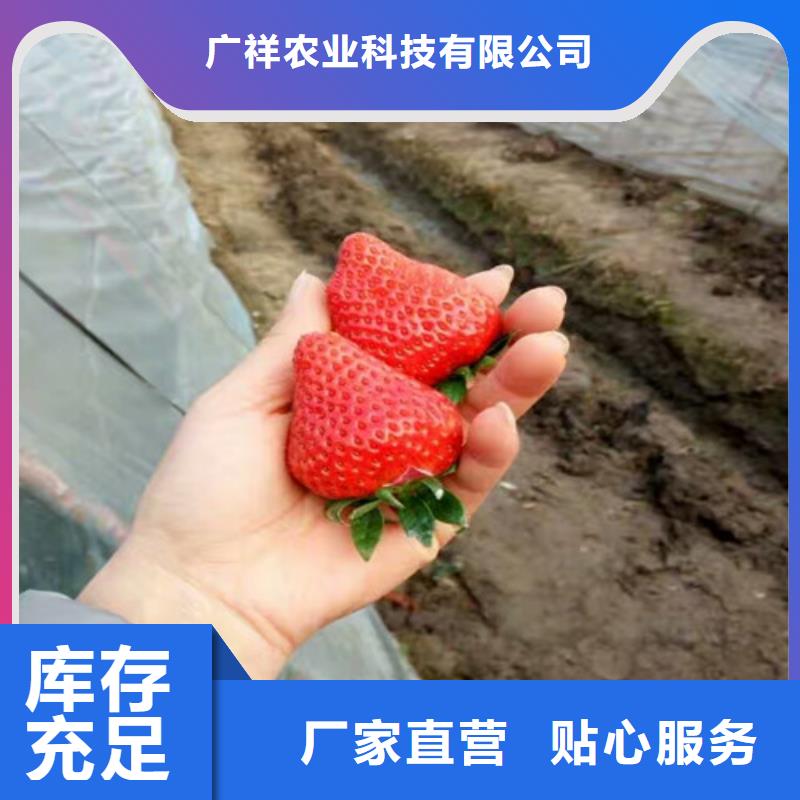 草莓苗大棚草莓苗每一处都是匠心制作