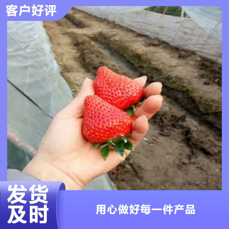 草莓苗果树苗品质保障价格合理