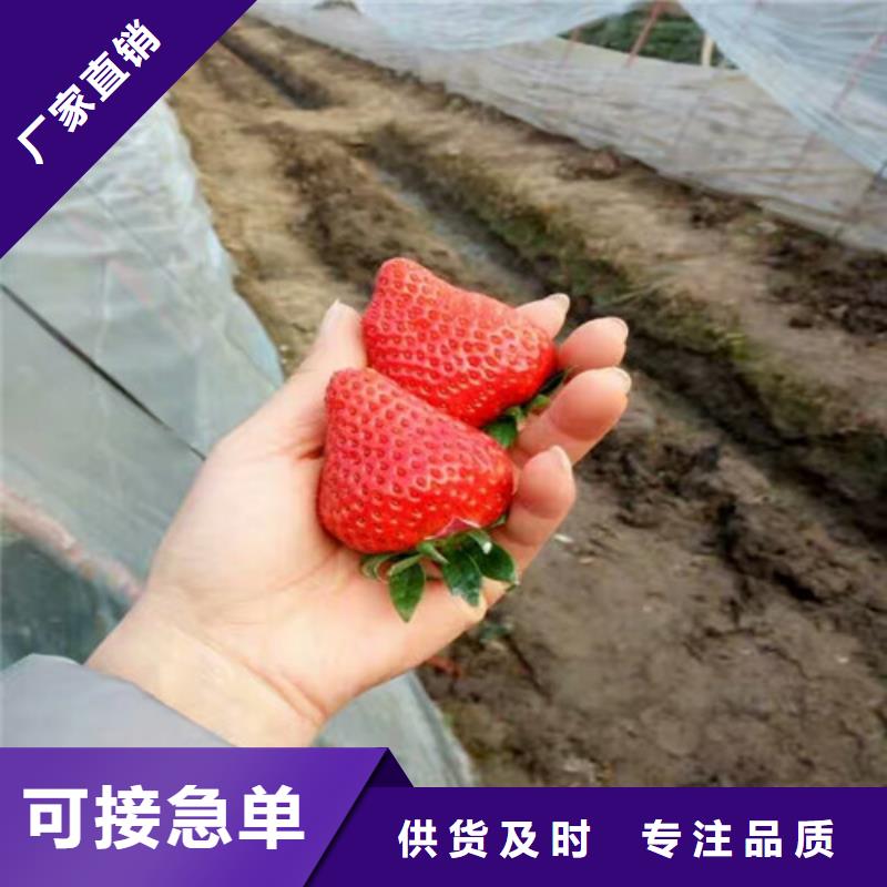 【 草莓苗 梨树苗基地一站式采购】