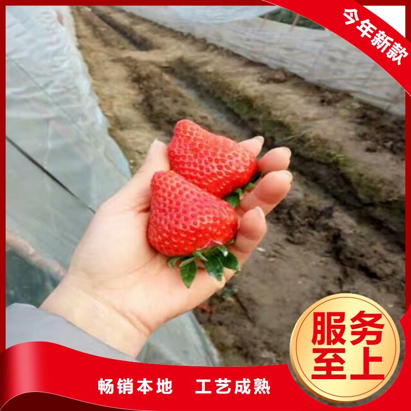 草莓苗桃树苗品质之选