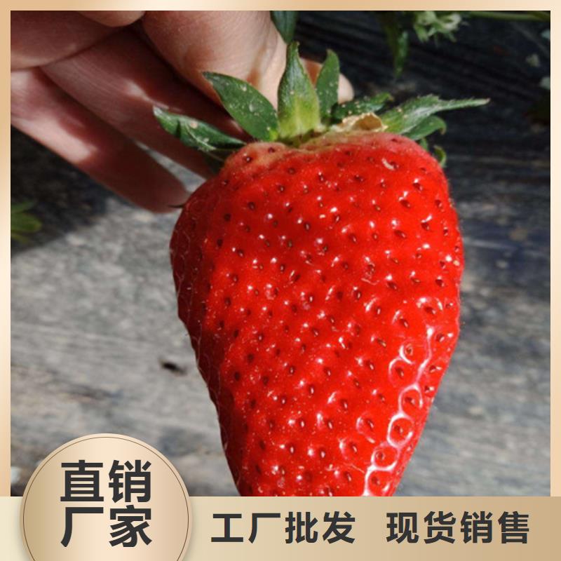 草莓苗果树苗一站式供应