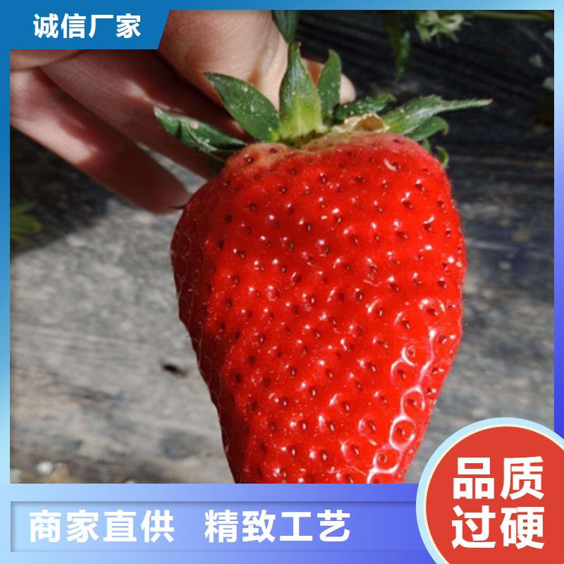 草莓苗油蟠桃树苗多种规格可选