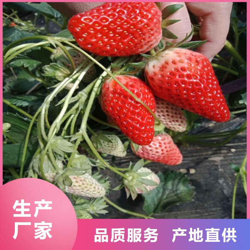 草莓苗葡萄苗基地我们更专业
